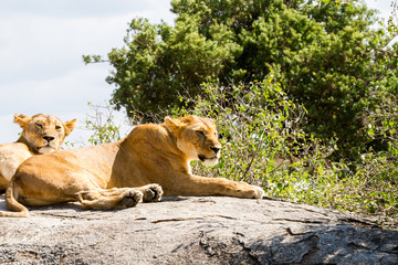 Lioness