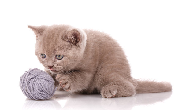 A kitten is played with a ball of threads on a white background. Photos are good as background or calendar