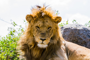 East African lions (Panthera leo), species in the family Felidae and a member of the genus Panthera, listed as vulnerable, in Serengeti National Park, Tanzania