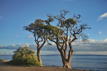 Hawaii.Maui.Graceful tree on the shore of the Pacific Ocean in the rays of the setting sun
