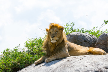 East African lions (Panthera leo), species in the family Felidae and a member of the genus Panthera, listed as vulnerable, in Serengeti National Park, Tanzania