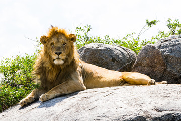 Male East African lion (Panthera leo melanochaita), species in the family Felidae and a member of...