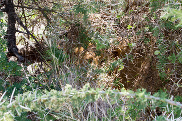 Male East African lion (Panthera leo melanochaita), species in the family Felidae and a member of the genus Panthera, listed as vulnerable, in Serengeti National Park, Tanzania