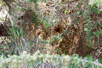 Male East African lion (Panthera leo melanochaita), species in the family Felidae and a member of...