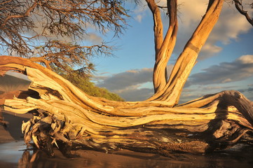 Hawaii.Maui.Graceful tree on the shore of the Pacific Ocean in the rays of the setting sun