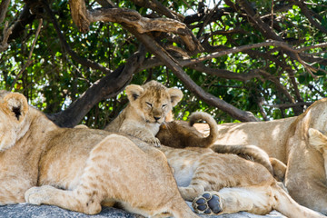 East African lionesses with lion cubs (Panthera leo melanochaita), species in the family Felidae and a member of the genus Panthera, listed as vulnerable, in Serengeti National Park, Tanzania