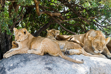 East African lionesses with lion cubs (Panthera leo melanochaita), species in the family Felidae and a member of the genus Panthera, listed as vulnerable, in Serengeti National Park, Tanzania