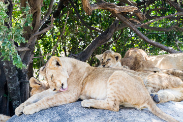 East African lion cubs (Panthera leo melanochaita), species in the family Felidae and a member of...