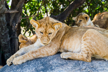 Lioness