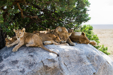 Lioness