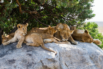 African lionesses with lion cubs (Panthera leo), species in the family Felidae and a member of the genus Panthera, listed as vulnerable, in Serengeti National Park, Tanzania
