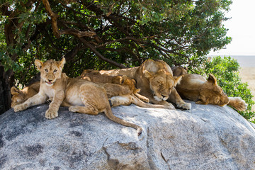 Naklejka premium African lionesses with lion cubs (Panthera leo), species in the family Felidae and a member of the genus Panthera, listed as vulnerable, in Serengeti National Park, Tanzania