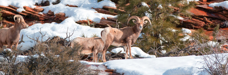 Group of Bighorn Sheep (ovis canadensis) on sunny winter day in Zion National Park in Utah United States