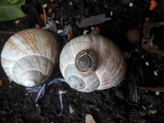 Snails