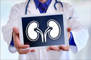 Doctor showing a kidney on a tablet in front closeup