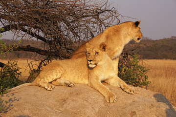 Two lionesses on a rock in african savanna
