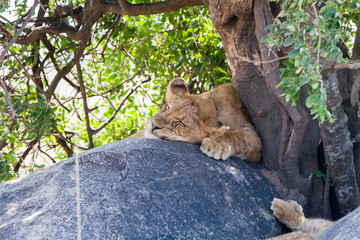 Southern African lion cubs (Panthera leo), species in the family Felidae and a member of the genus...