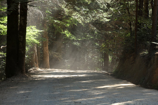 Waldweg von der Sonne durchflutet und staubig
