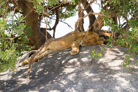Southern African lion cubs (Panthera leo), species in the family Felidae and a member of the genus Panthera, listed as vulnerable, in Serengeti National Park, Tanzania