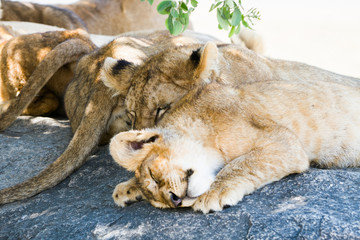Southern African lion cubs and lionesses (Panthera leo), species in the family Felidae and a member...