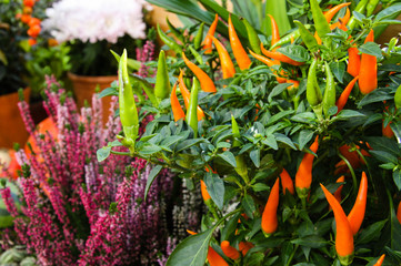 Decorative potted peppers in greenhouse