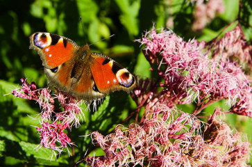 Peacock butterfly on a purple flower