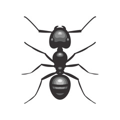 Black ant insect illustration