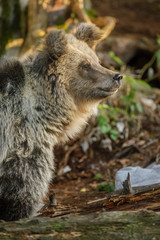 Fototapeta premium Slovenian brown bear