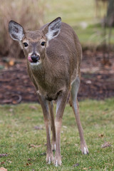 Deer Licking Lips