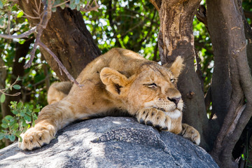 Southern African lion cubs (Panthera leo), species in the family Felidae and a member of the genus...