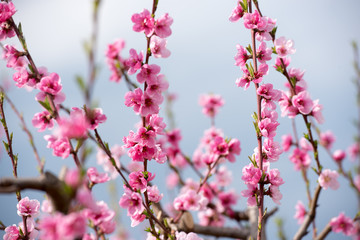 Obraz na płótnie Canvas Cherry blossom and peach blossom trees in an orchard