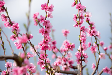 Cherry blossom and peach blossom trees in an orchard