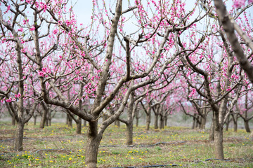 Fototapeta na wymiar Colonnade of cherry blossom trees in an orchard during spring time