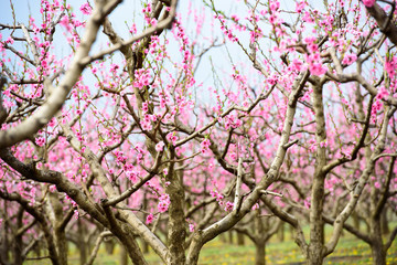 Cherry blossom and peach blossom trees in an orchard