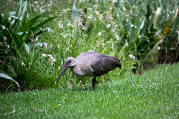 South African bird Hadeda ibis close-up on the grass
