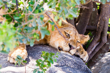 Southern African lion cubs (Panthera leo), species in the family Felidae and a member of the genus...