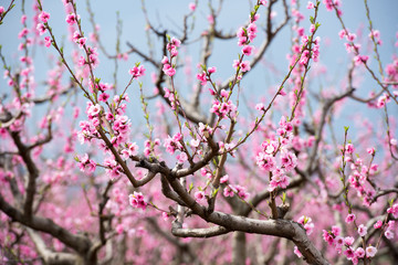 Cherry blossom and peach blossom trees in an orchard