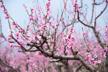 Cherry blossom and peach blossom trees in an orchard