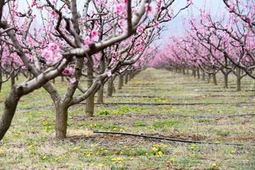 Blossom of peach trees in orchard