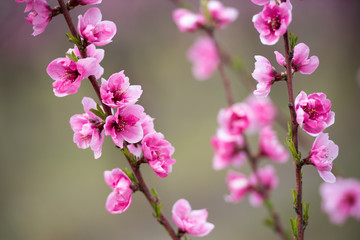 Peach blossom trees in a row during spring time