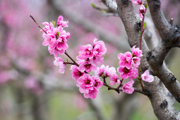 Fototapeta premium Blossom of peach trees in orchard