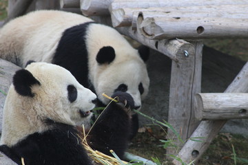 Obraz premium Panda chewing bamboo which the the primary part of their diet