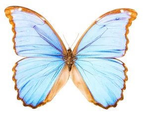 Papier Peint photo Lavable Papillon Morpho didius tropical butterfly isolated