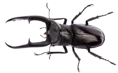 Obraz premium Hexarthrius mandibularis jelenia chrząszcz odizolowywający