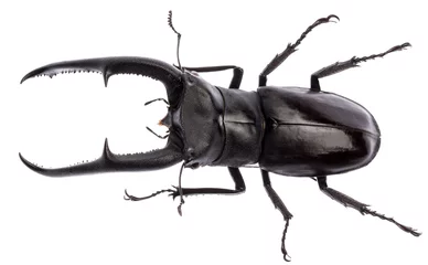 Foto auf Acrylglas Hexarthrius mandibularis stag beetle isolated © Fyle