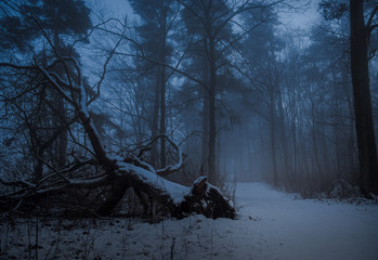 Old tree on ground ai misty forest with pathway