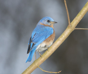 Eastern bluebird on a tree
