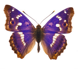 Papillon empereur violet isolé