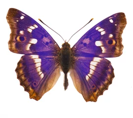 Crédence de cuisine en verre imprimé Papillon Papillon empereur violet isolé