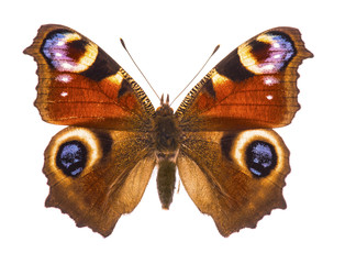 Naklejka premium Europejski motyl peacocok